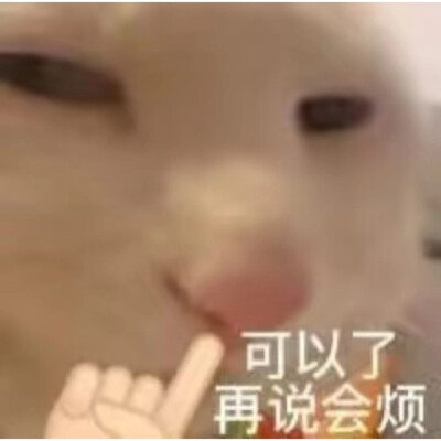沙雕猫咪表情包