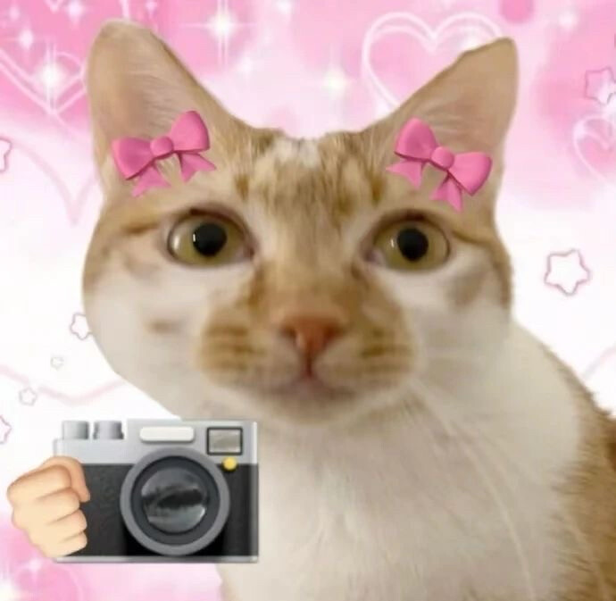 沙雕猫咪表情包