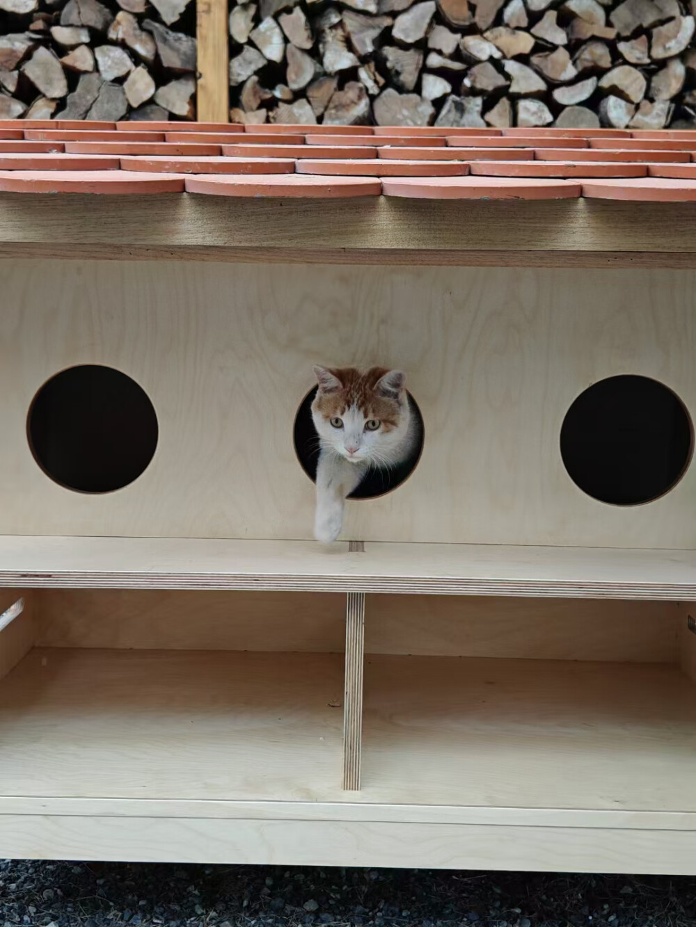 二月初客人找我订了一个小猫窝，能够住三只猫，上层是卧室，下层是食堂，屋子的立柱是耐腐的柚木，柱脚还设计了础石进一步防止雨水侵蚀，再加一个精致的小梯子，供小猫们攀爬。在制作过程当中听说原来的猫窝最终坚持不住已经塌了。这个新家的屋顶是按照人居住的标准做的防水和结构，整体都是榫卯的，猫猫们，你们可以在这里传宗接代了，保护好你们的宅基地（来自日出而作工房）