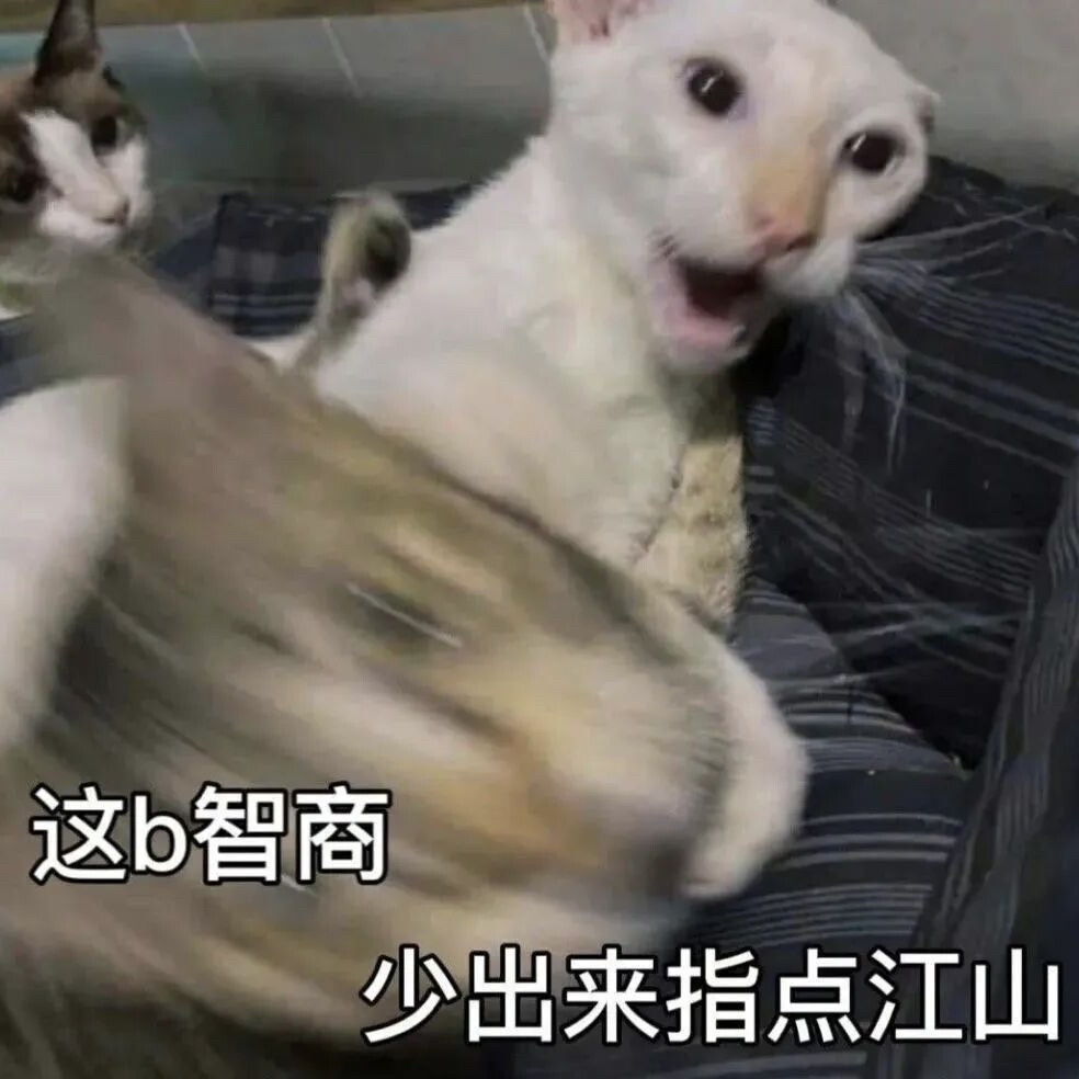 沙雕猫咪表情包