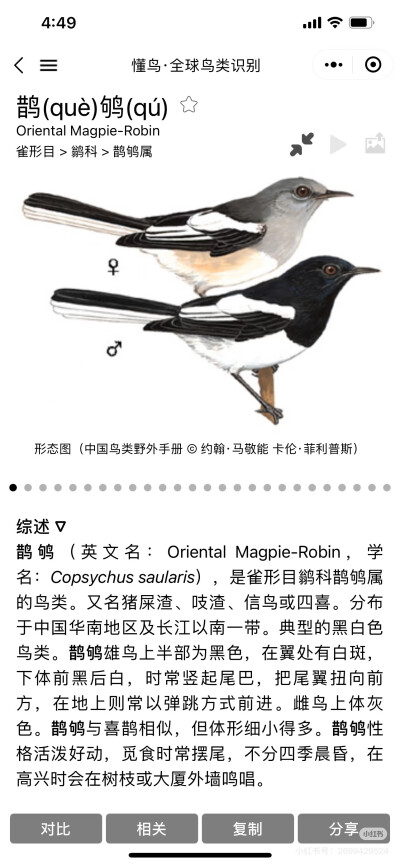 鹊鸲