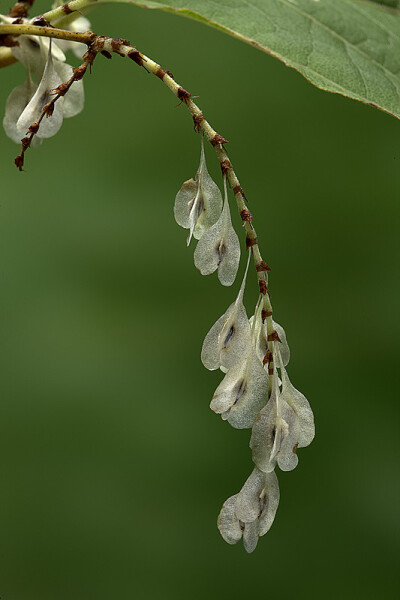 虎仗花