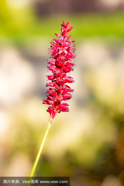 虎仗花
