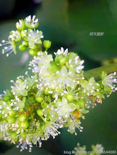 虎仗花
