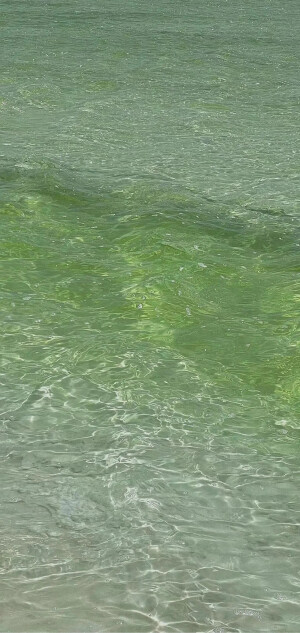 壁纸 手机壁纸 竖屏壁纸 绿色 清新 图片来源于微信公众号白粥与调色盘