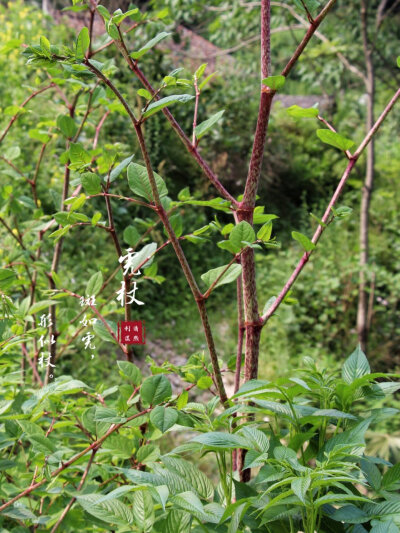 虎仗花