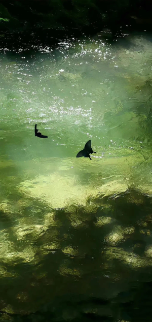 壁纸 手机壁纸 竖屏壁纸 绿色 清新 图片来源于微信公众号白粥与调色盘