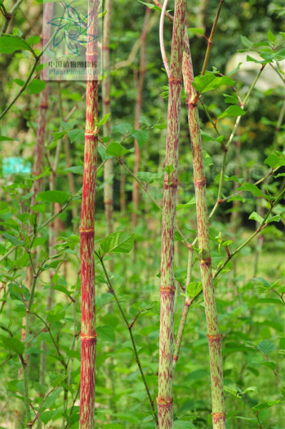 虎仗花