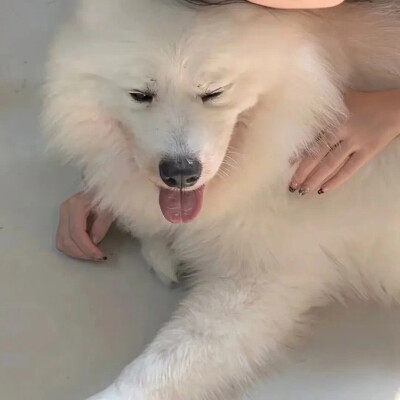 超好看的情头啦