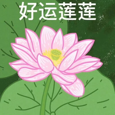 荷花系列头像