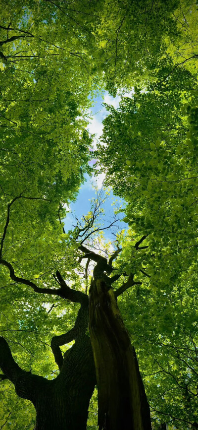 壁纸背景图