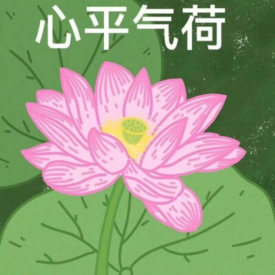荷花系列头像