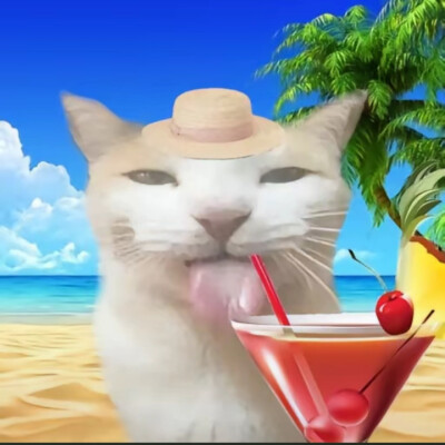 咪咪咪喵