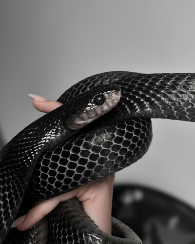 SIXXONE