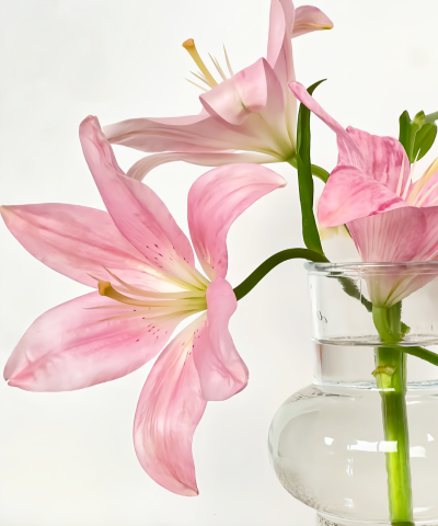 百合花背景图