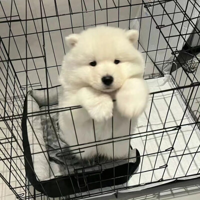 动物头像