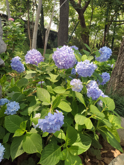 风景