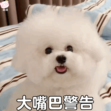 狗狗表情包
可爱的表情包
