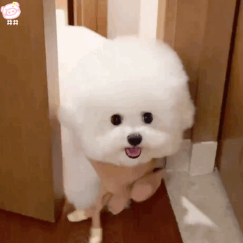 狗狗表情包
可爱的表情包