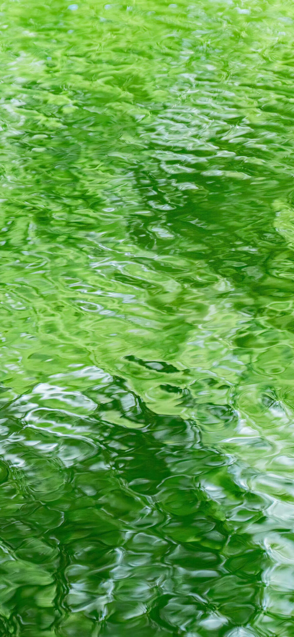 小清新夏日壁纸分享.ᐟ.ᐟ