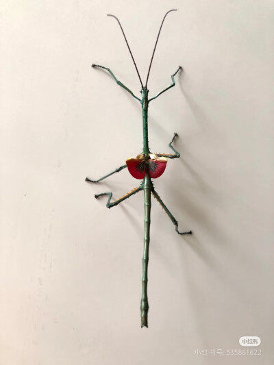 竹节虫标本