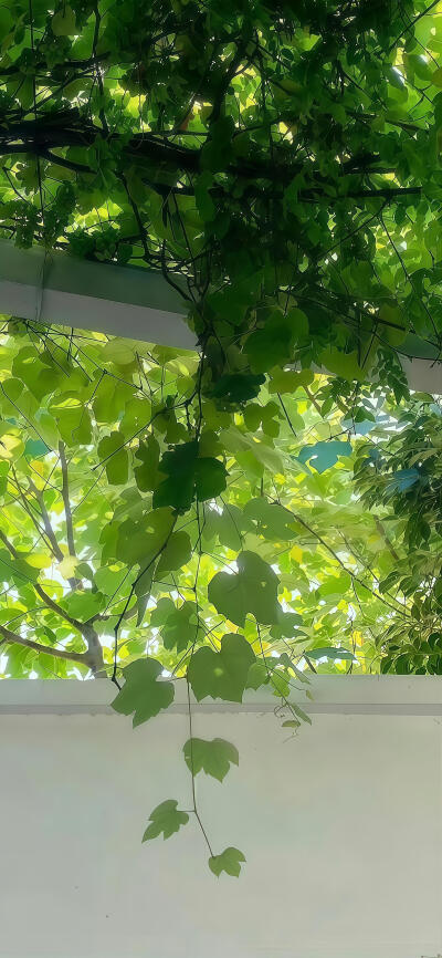小清新夏日壁纸分享.ᐟ.ᐟ