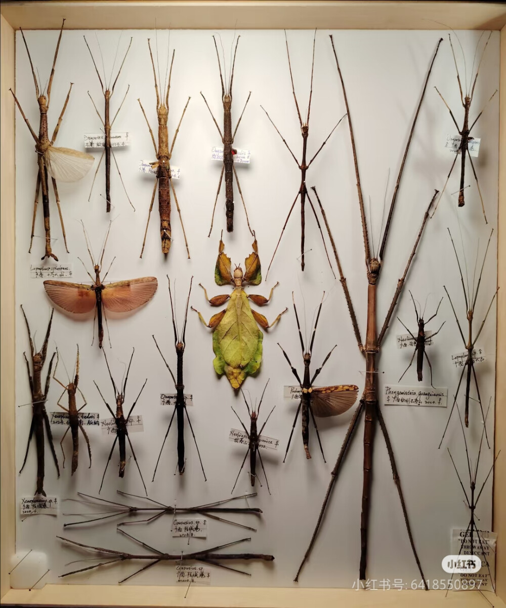 竹节虫标本