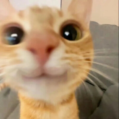 动物头像
