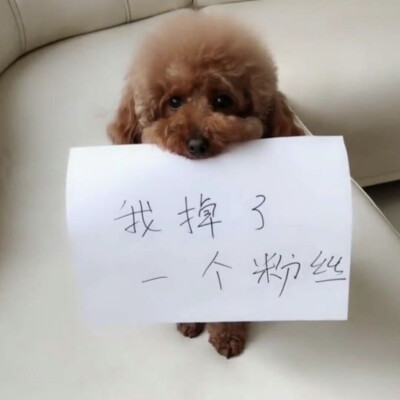 小狗举牌