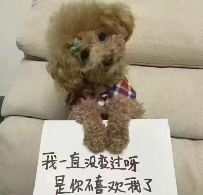 小狗举牌