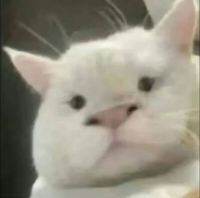 小猫表情包