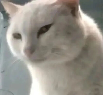 小猫表情包