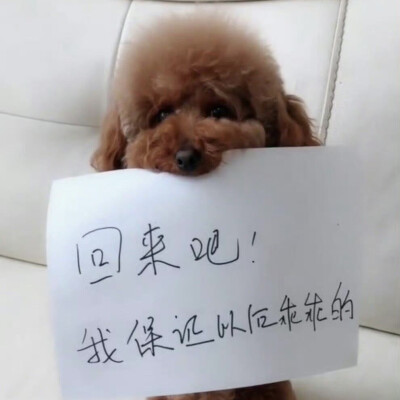 小狗举牌