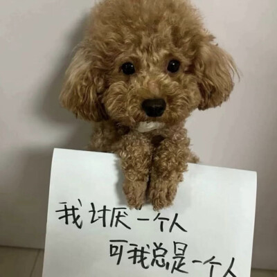 小狗举牌