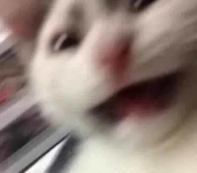 小猫表情包