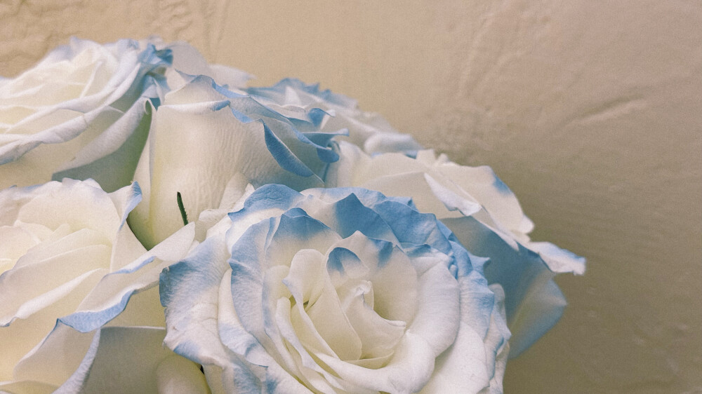 居家好物 一周鲜花