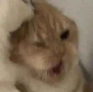 小猫表情包