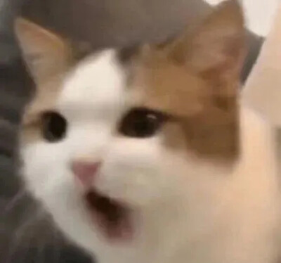 小猫表情包
