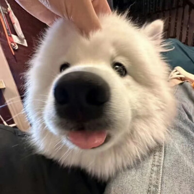 dt林宇婧