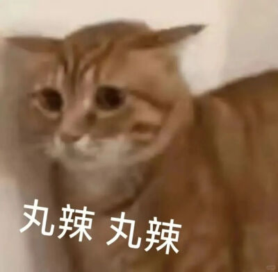 小猫表情包