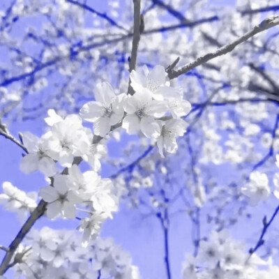 “亲爱的蝴蝶兰小姐，我永远爱你”