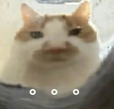 小猫表情包