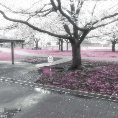 粉色背景图
