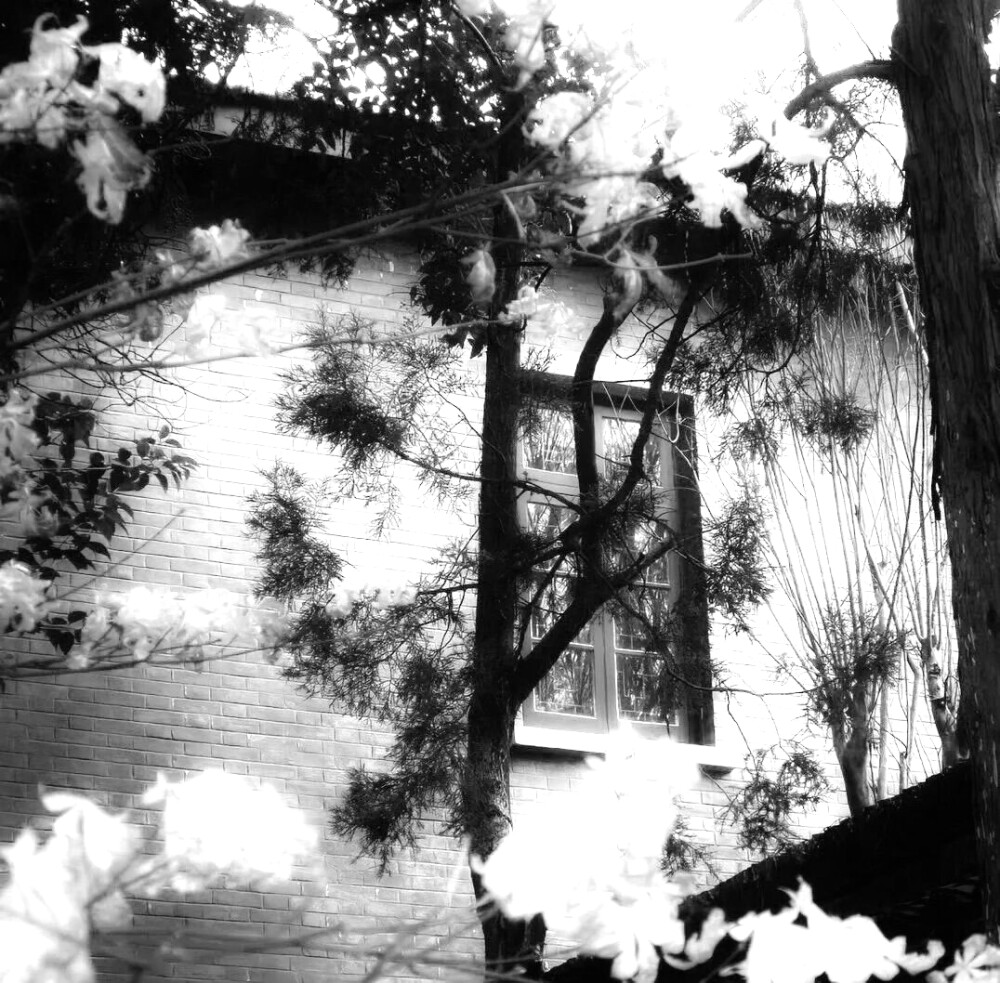 
..爱人の眼睛ᵒeternaloasis×sunflower＾