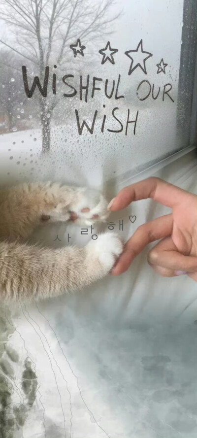壁纸