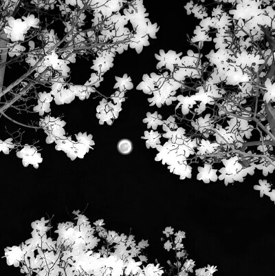 
..爱人の眼睛ᵒeternaloasis×sunflower＾