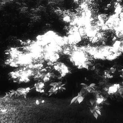 
..爱人の眼睛ᵒeternaloasis×sunflower＾