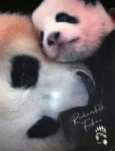 熊猫