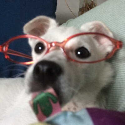 dt林宇婧