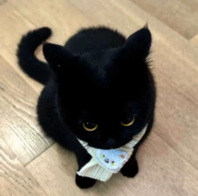 猫狗可爱宠物头像